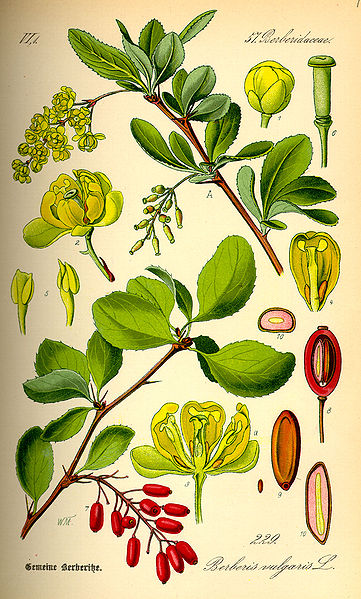 361px-illustration_berberis_vulgaris0