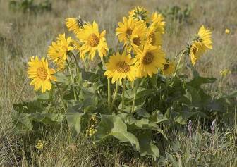 balsamroot1