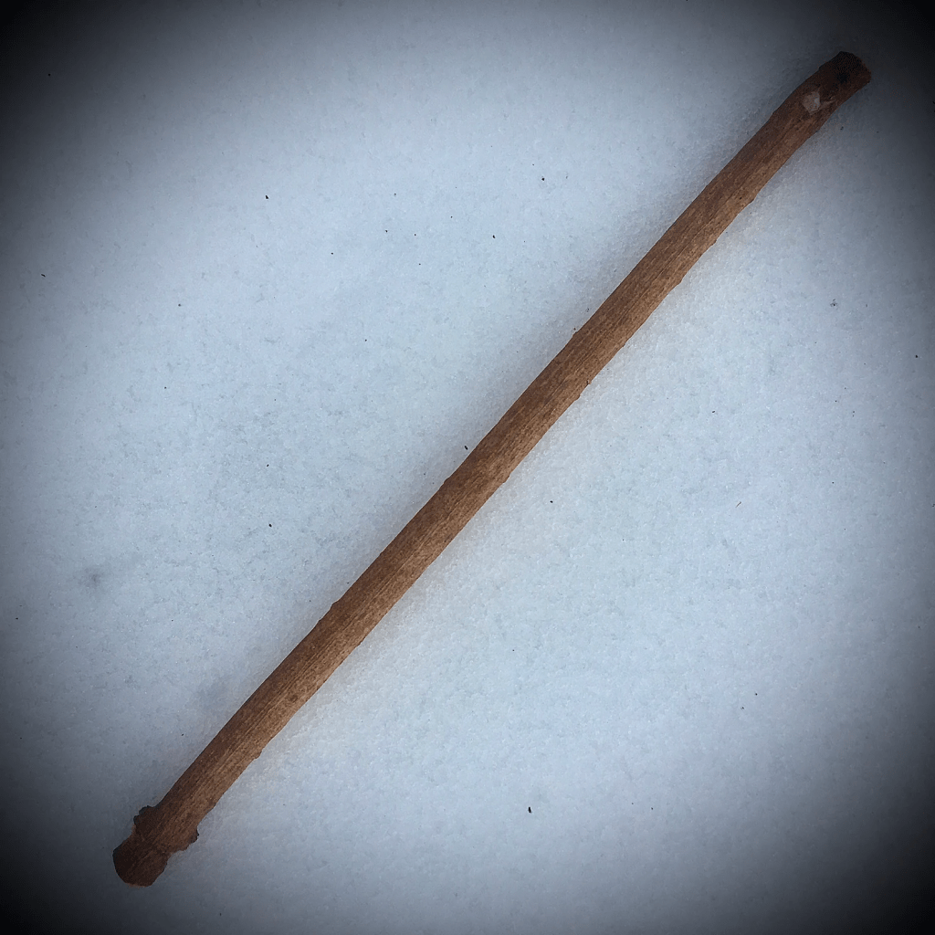 This is a photo of a cut elder branch.