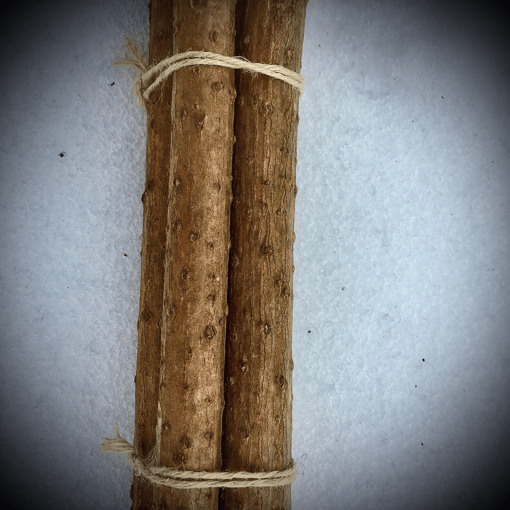 This is a photo of a bundle of elder branches showing the warty appearance of the bark.