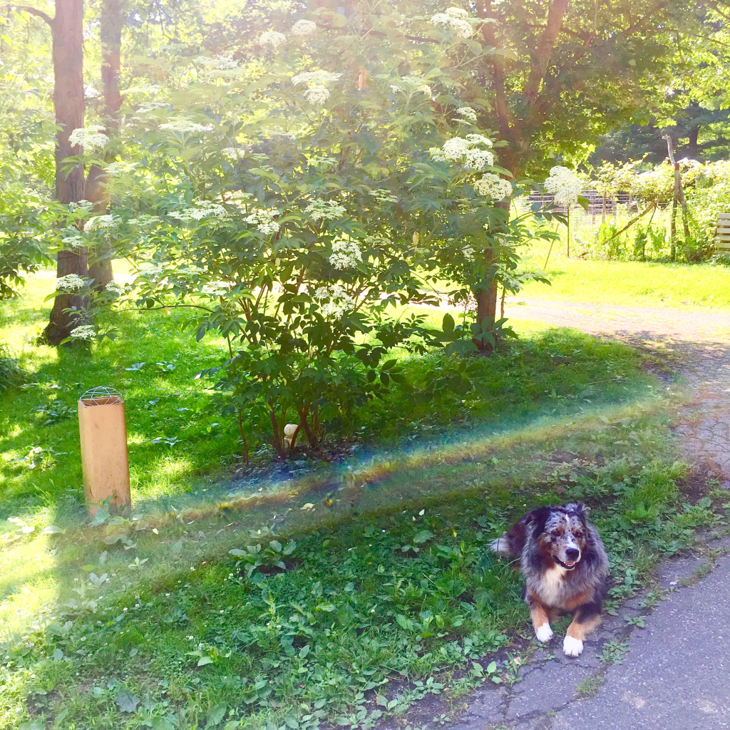 A rainbow appears in a photo of our Australian shepherd under the blooming elder.