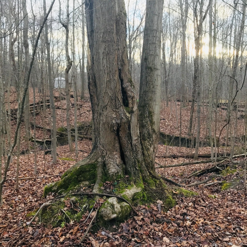 A mossy red maple tree stands in an autumnal forest.