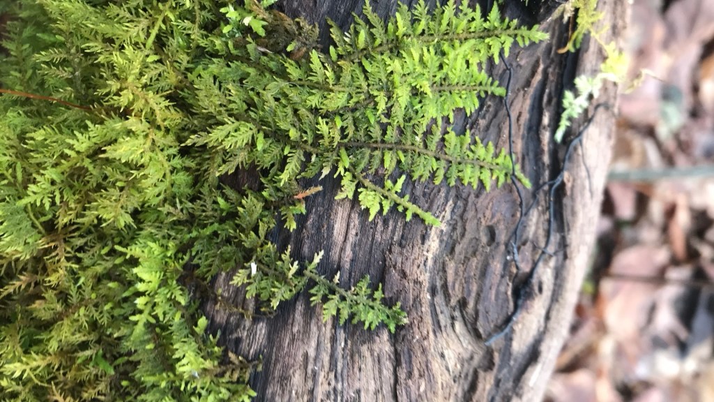 A tiny fern moss creeps across a decomposing tree.